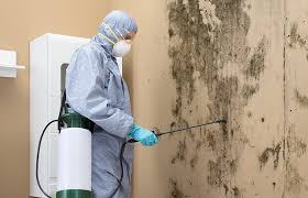 Best Attic Mold Removal  in Fulton, KY